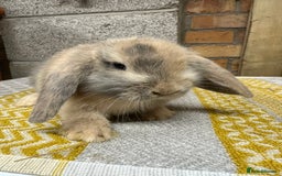 Mini Lop rabbits for sale: Mini Lop Rabbits For Sale  - Advert 6