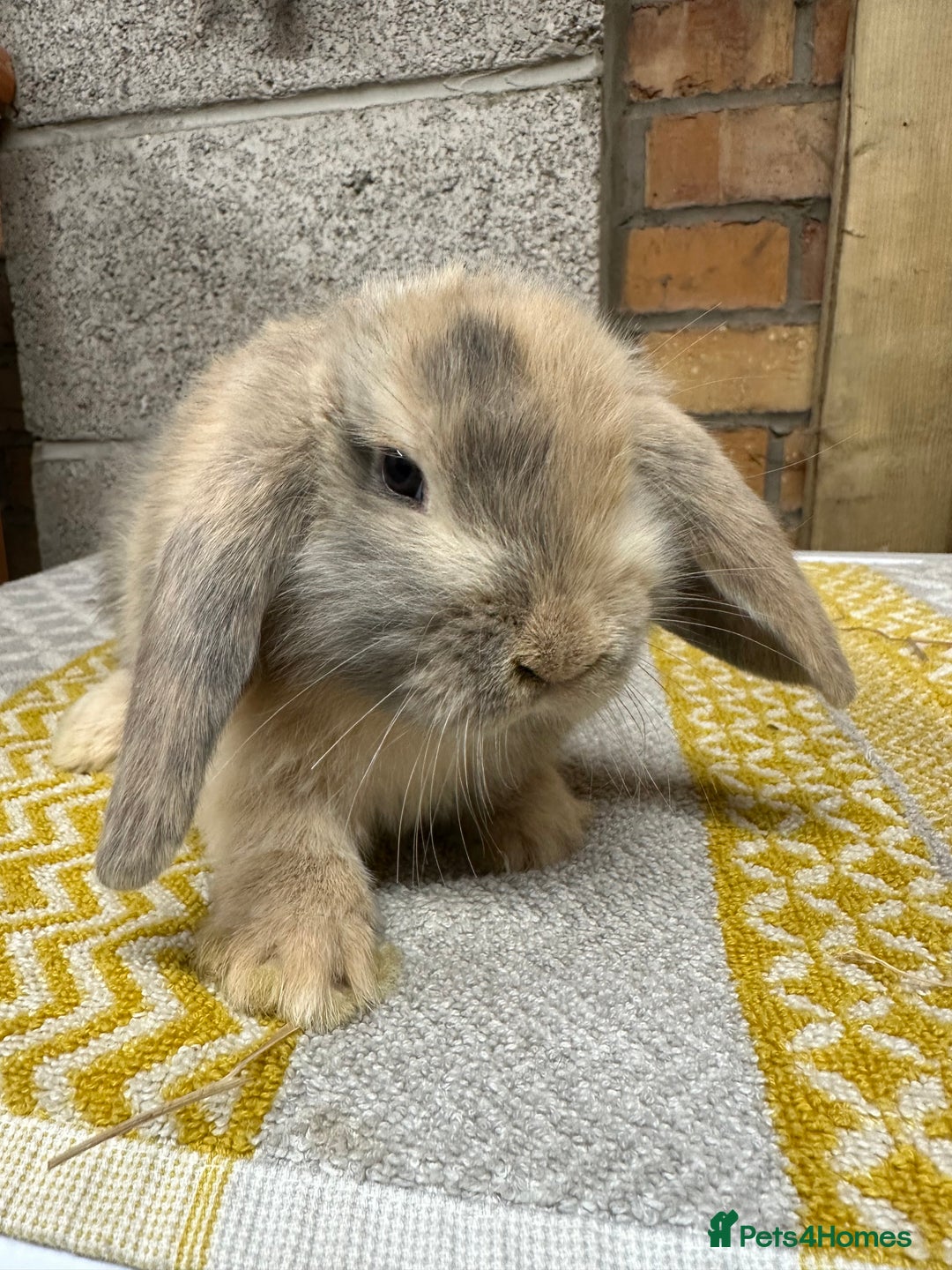 Mini Lop rabbits for sale: Mini Lop Rabbits For Sale  - Advert 6