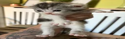 British Shorthair cats for sale: Kittens - Advert 7