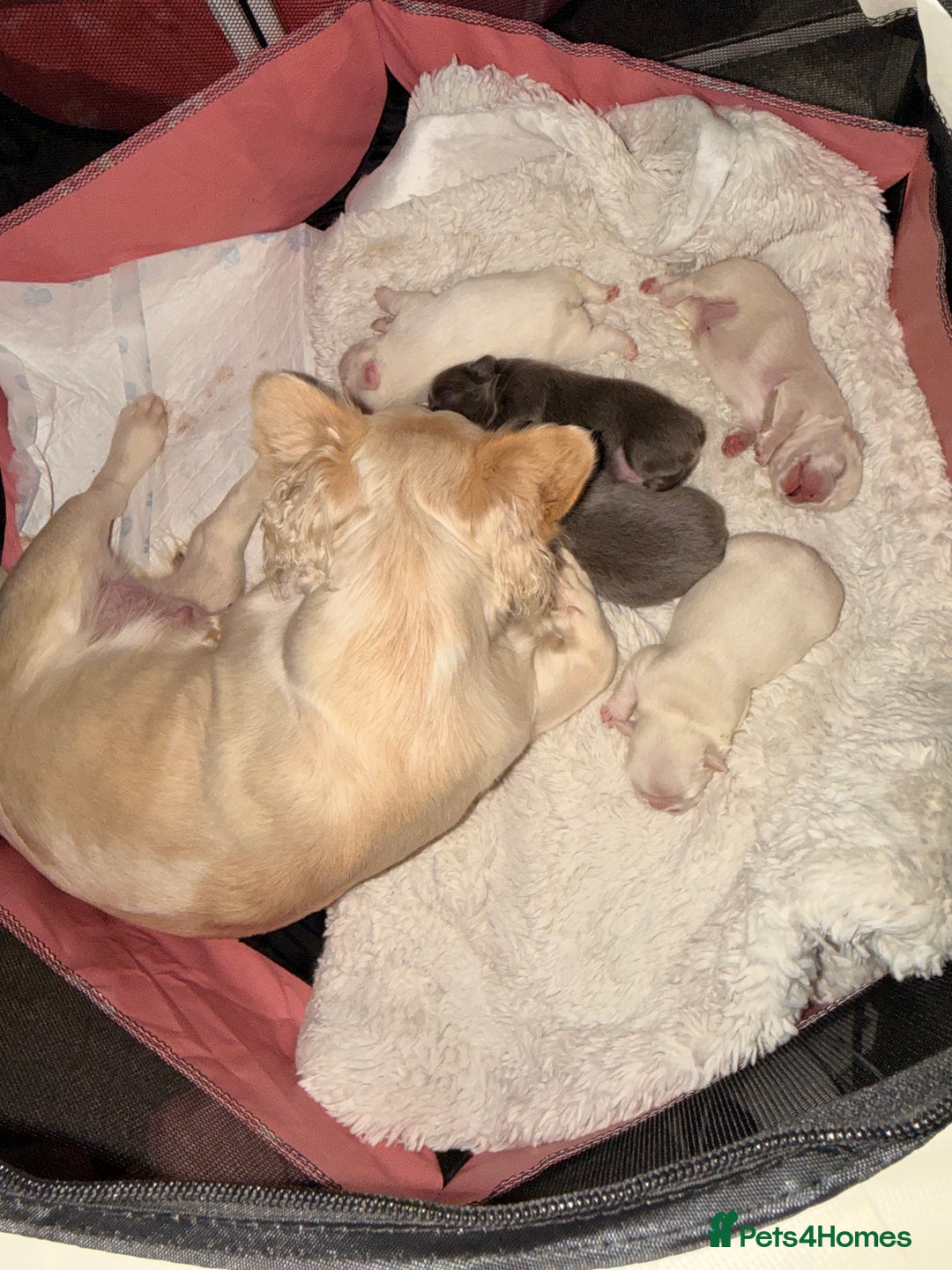 French Bulldog dogs for sale: Full visual outstanding fluffy frenchies - Advert 34