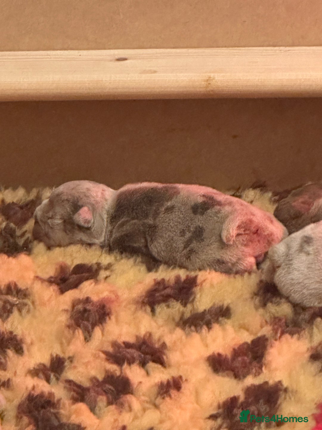 English Bulldog dogs for sale: English bulldog puppies - Image 14