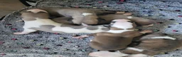 Whippet dogs for sale: KC Gorgeous Whippet pups. - Advert 7