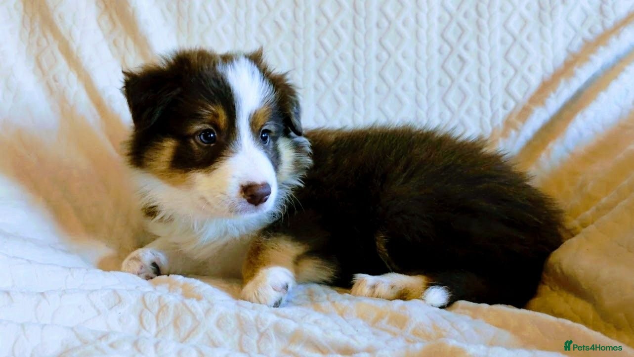 Border Collie dogs Border Collie Puppies Ready Now. - Advert 1