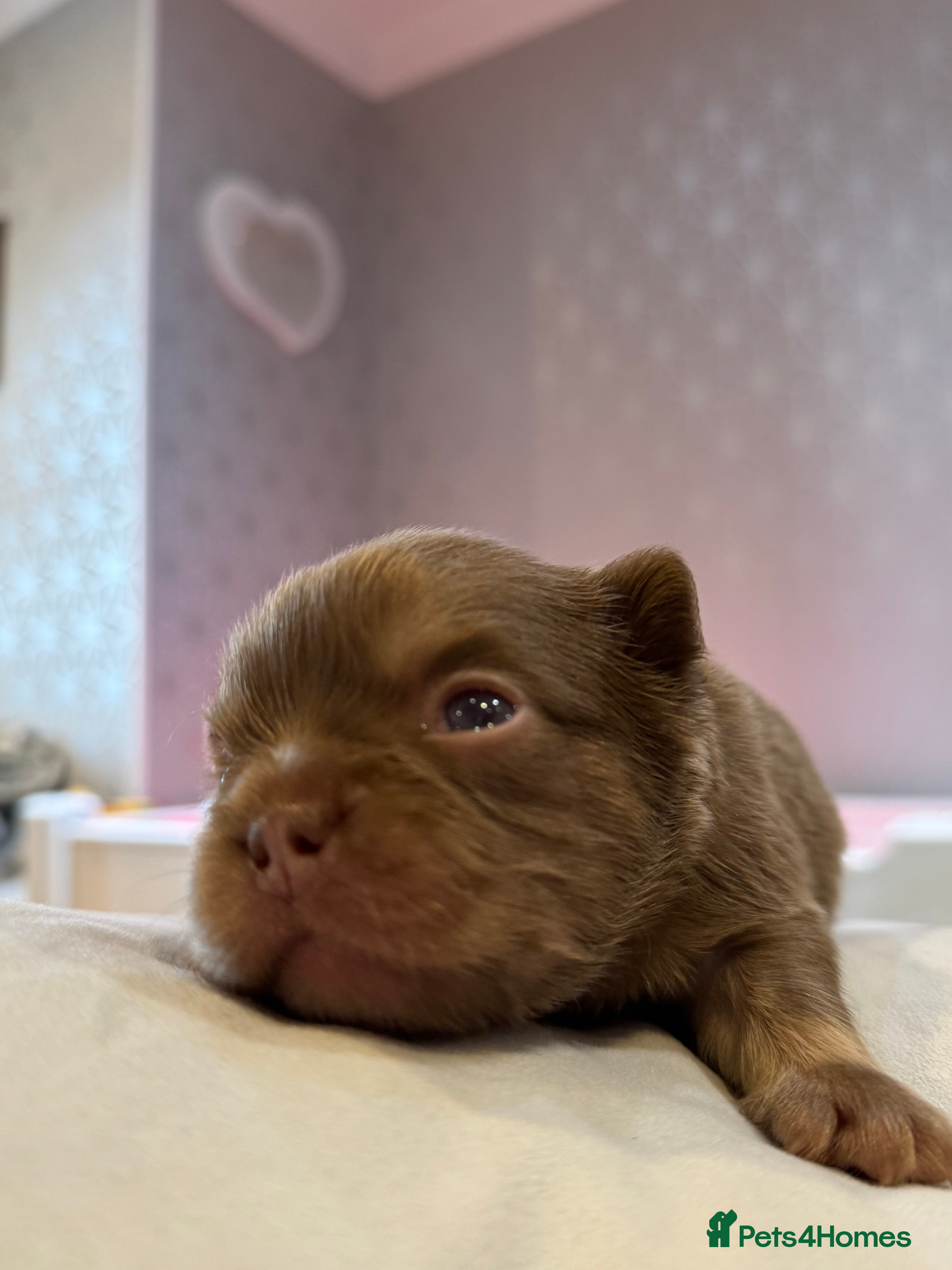 French Bulldog dogs Stunning French Bulldog puppies  - Advert 2