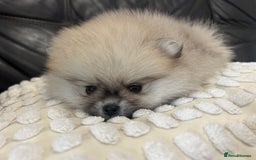 Pomeranian dogs for sale: Absolutely stunning true to type mini Pomeranian  - Advert 13