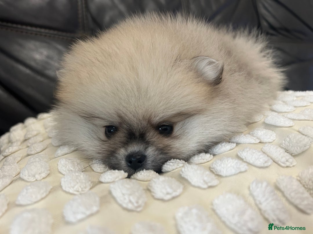 Pomeranian dogs for sale: Absolutely stunning true to type mini Pomeranian  - Advert 13
