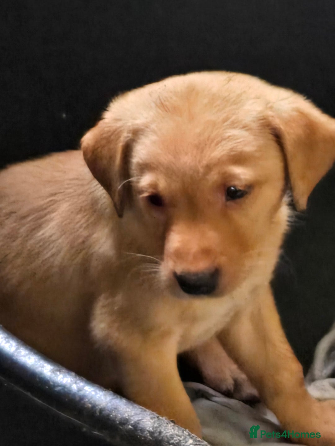 Labrador Retriever dogs for sale: Stunning litter of Fox Red and Black Labradors - Image 1
