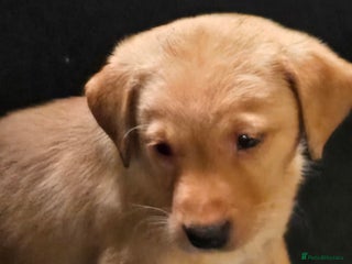 Labrador Retriever dogs - Advert 33