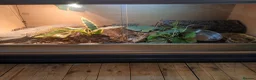 Lizard reptiles for sale: Multiple lizards !!PLEASE READ DESCRIPTION!!!  - Advert 3