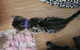 Bengal cats for sale: Bengal beauties - Image 8