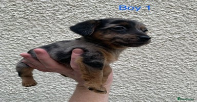 Jack Russell dogs - Advert 3