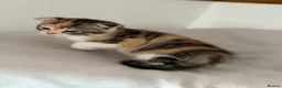 Scottish Fold cats for sale: Scottish fold and Scottish straight  - Advert 18