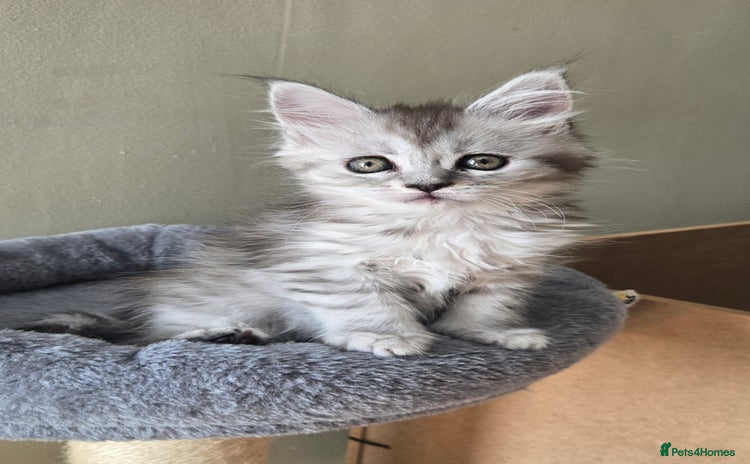 Maine Coon cats - Advert 13