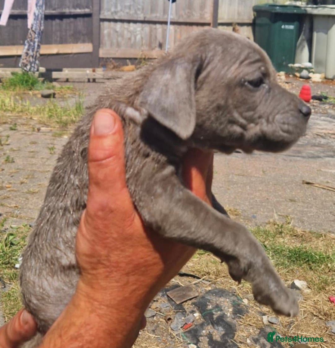 Mixed Breed dogs for sale: READY TO LEAVE NOW chunky mastiff puppies - Image 11