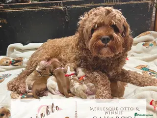 Cavapoo dogs 5 ⭐️ LICENSED BREEDER HEALTH TESTED F1b CAVAPOOS - Advert 1