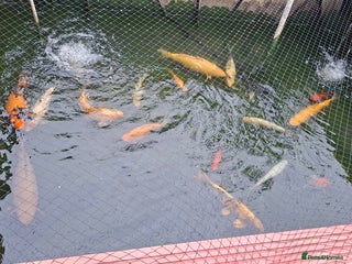 Other/Mixed Breed fish - Advert 6