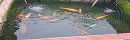 Other/Mixed Breed fish for sale: Koi, gold fish, blue orf, butterfly koi,grass carp - Advert 1