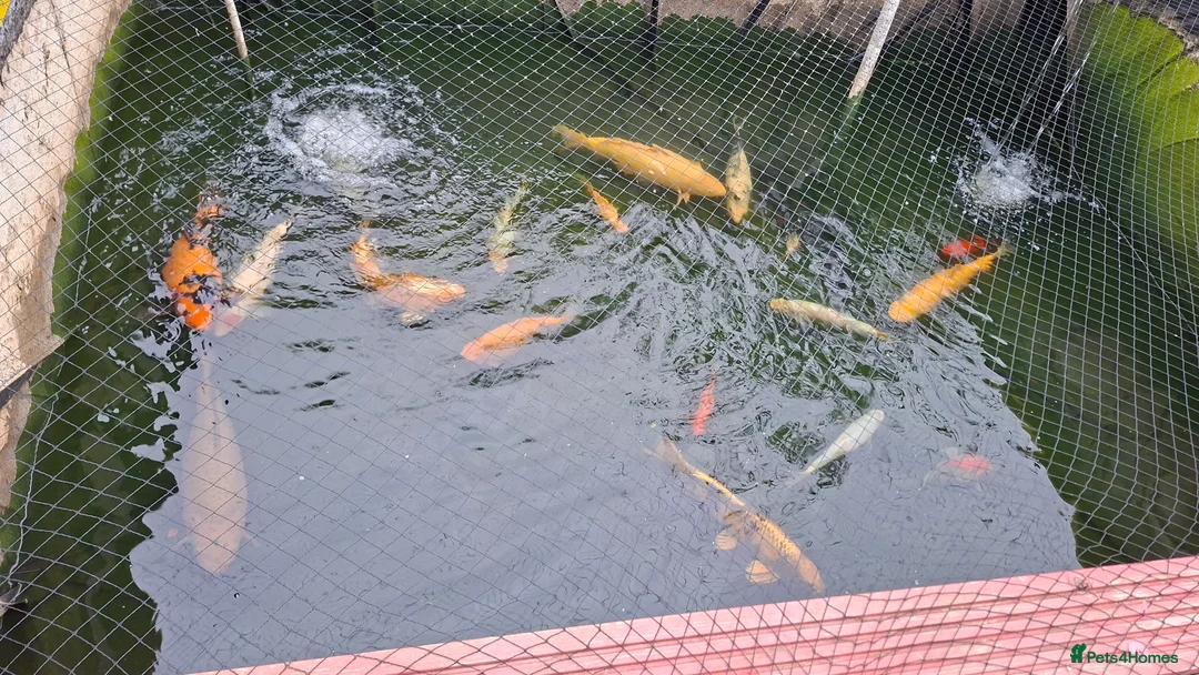 Other/Mixed Breed fish for sale: Koi, gold fish, blue orf, butterfly koi,grass carp - Advert 1