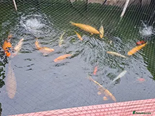 Other/Mixed Breed fish Koi, gold fish, blue orf, butterfly koi,grass carp - Advert 3