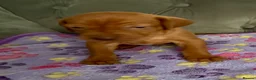 Hungarian Vizsla dogs for sale: Hungarian Vizsla Puppies - Advert 3