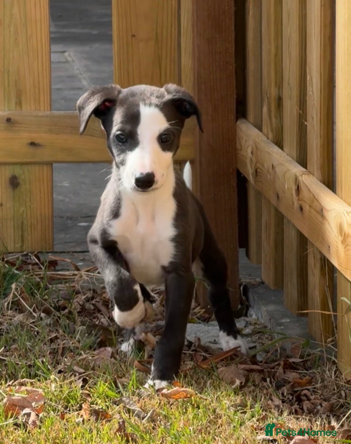 Whippet dogs Stunning whippet pups 1 boy left  - Advert 5