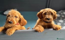 Goldendoodle dogs for sale: Double Doodle pups  - Image 12