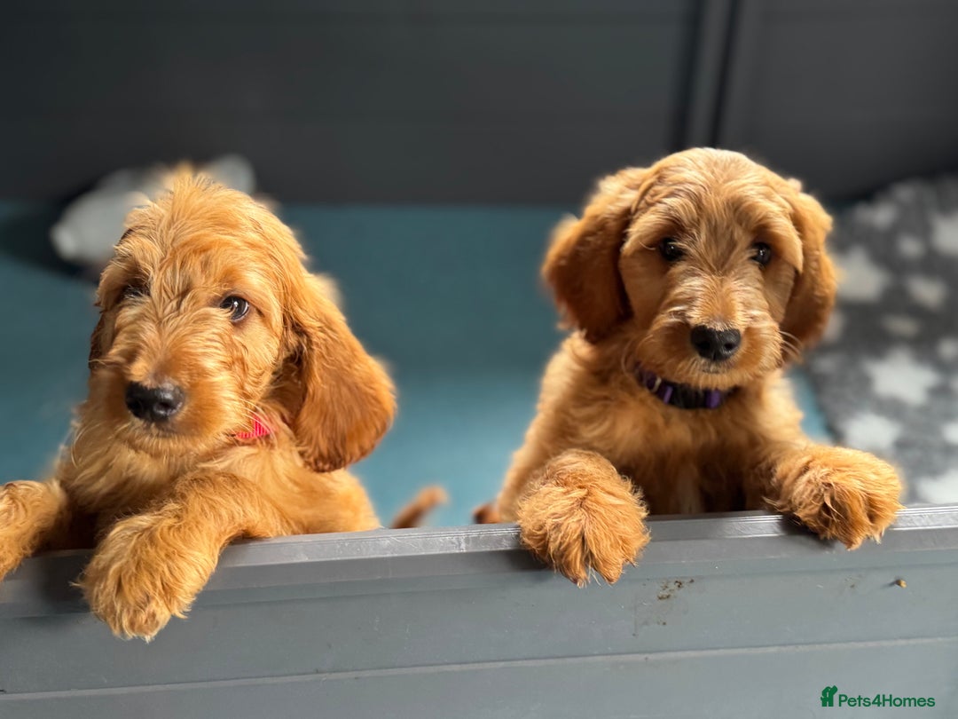 Goldendoodle dogs for sale: Double Doodle pups  - Image 12