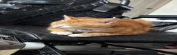 Mixed Breed cats for sale: Marla  - Advert 28