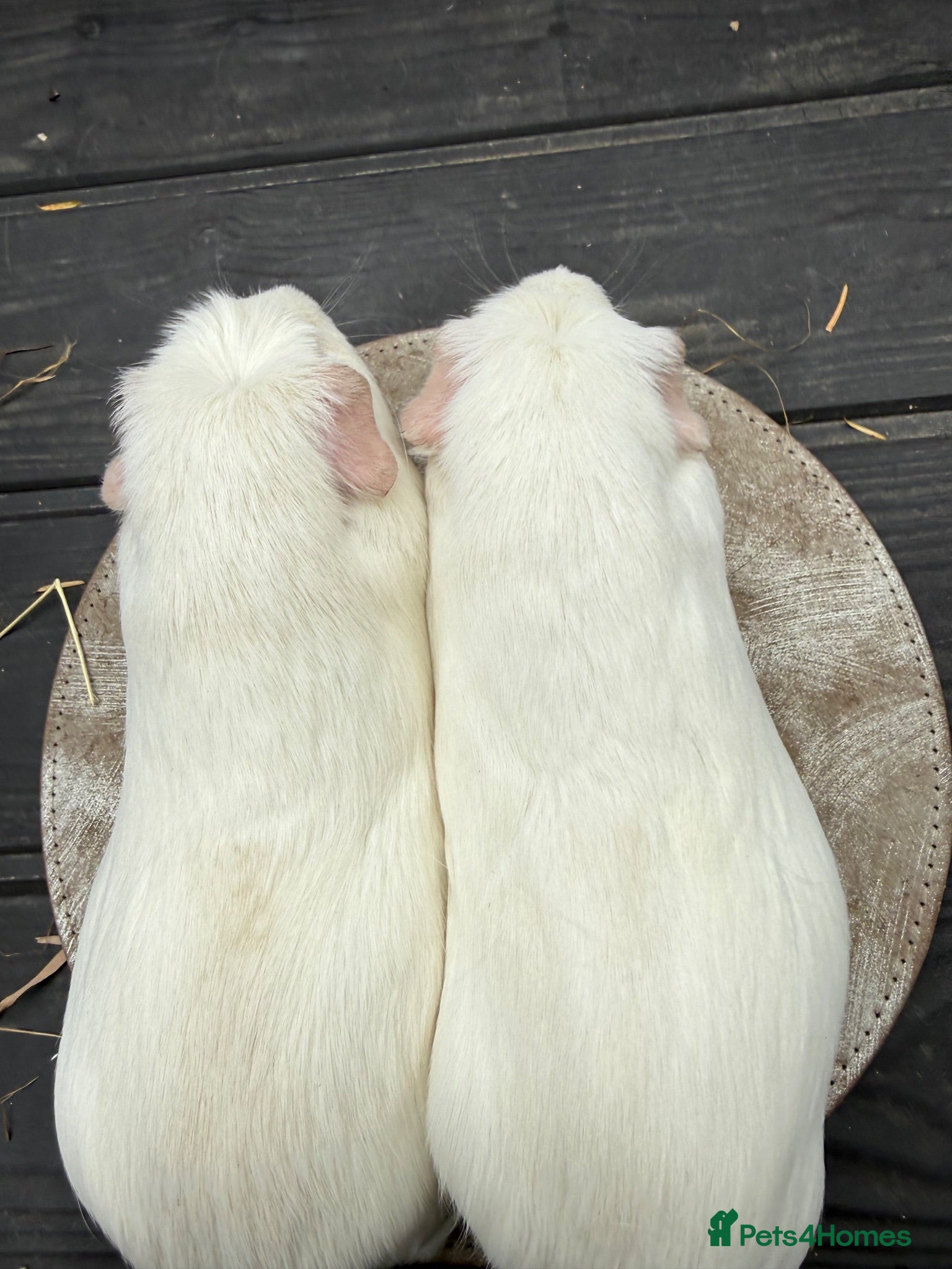 Guinea Pig rodents Buzz and Woody 👀🏡 - Advert 2