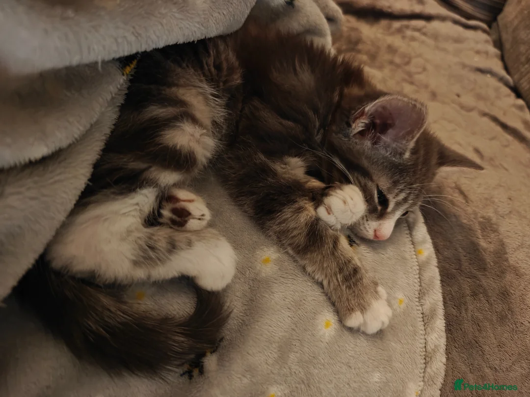 Mixed Breed cats for sale: Cute and loving kittens looking for forever home. - Advert 14