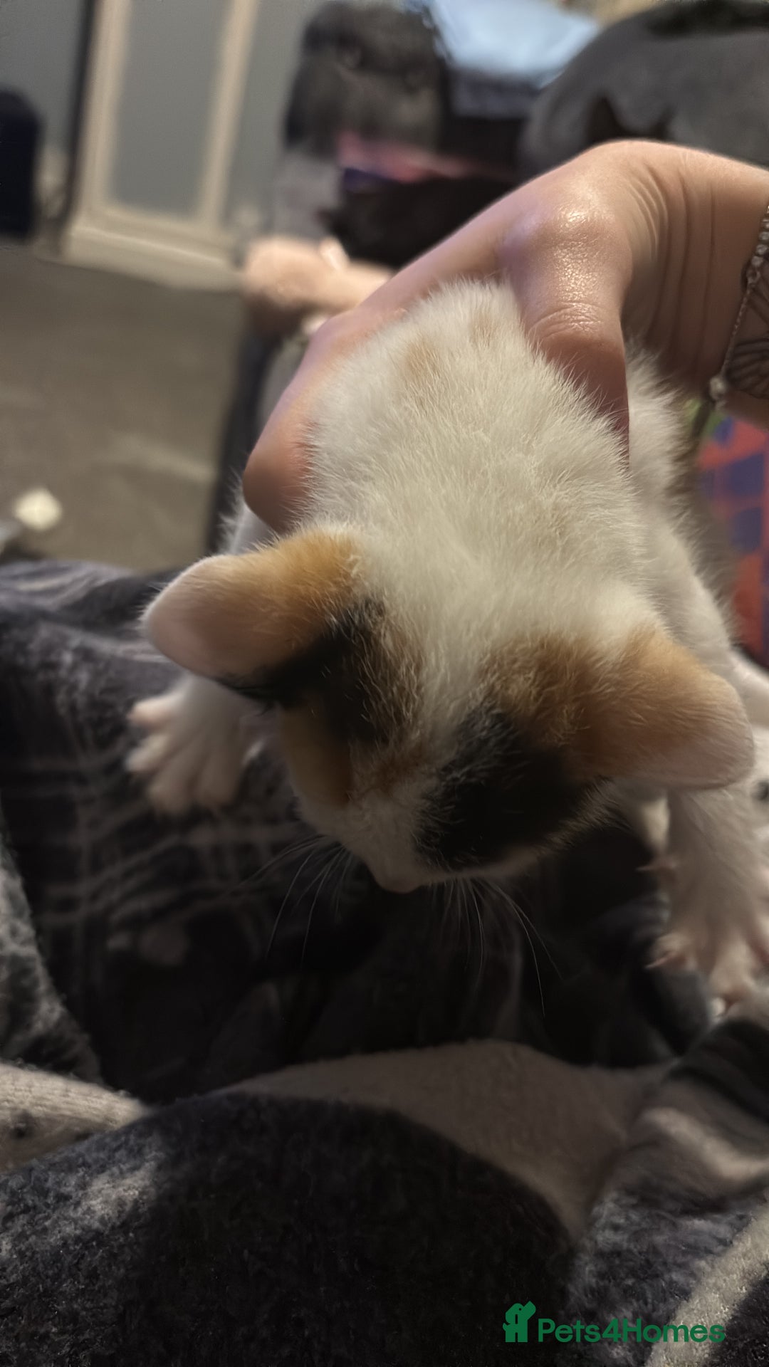 Mixed Breed cats for sale: beautiful calico girl  - Advert 4