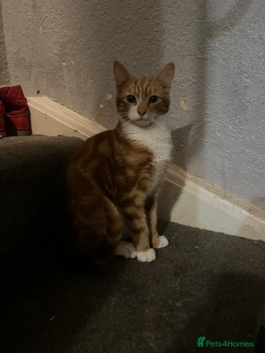 Mixed Breed cats for sale: Kittens - Advert 8