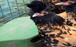 Chickens poultry for sale: Pavlovskya Trio - Image 3