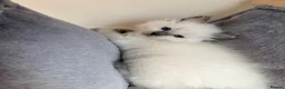Ragdoll cats for sale: 5 stunning ragdoll kittens! ❤️ - Advert 13