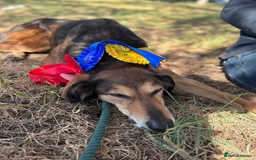 Mixed Breed dogs for sale: Saluki Bull Grey Puppies  - Image 7