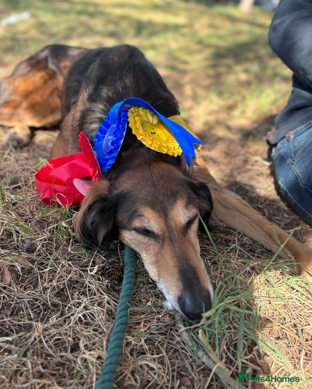 Mixed Breed dogs for sale: Saluki Bull Grey Puppies  - Image 7