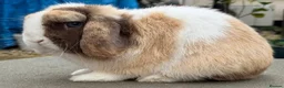 Mini Lop rabbits for sale: Chocolate Harli extreme blue eyed  - Advert 12