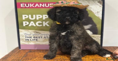 Mixed Breed dogs F1B SAINTBERNADOODLE BOYS AND GIRLS - Advert 2