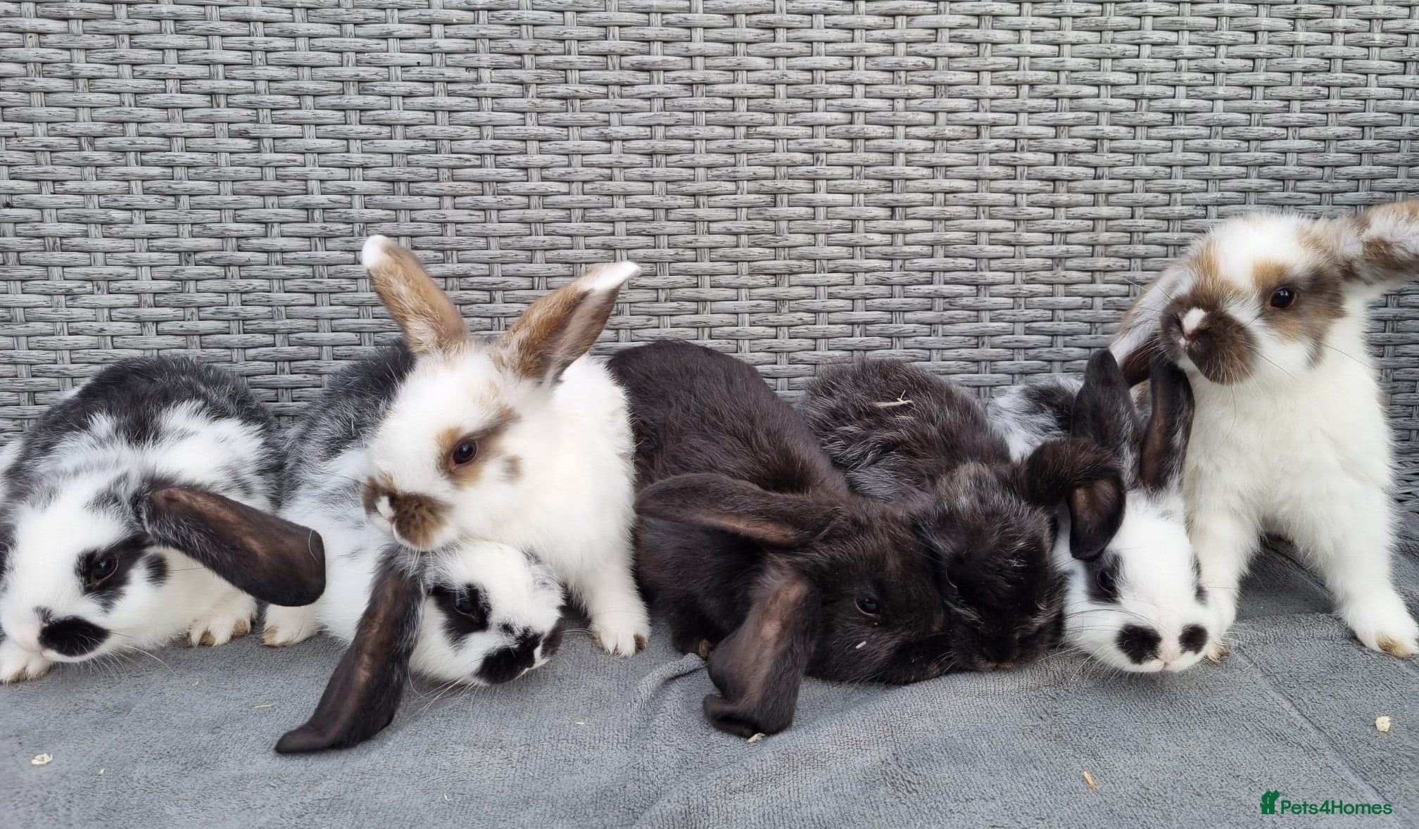 Mini Lop rabbits French x Mini Lop kits looking for new homes! - Advert 1