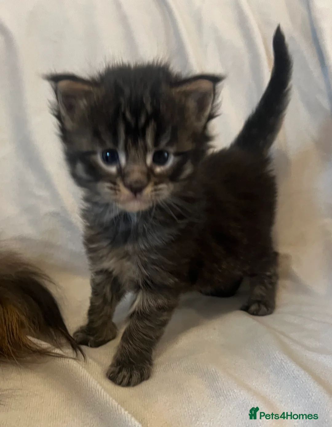 Maine Coon cats for sale: Beautiful and healthy litter of Maine coon kittens - Advert 4