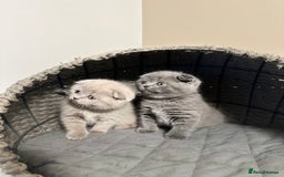 Scottish Fold cats for sale: Gorgeous Scottish kittens available  - Image 7
