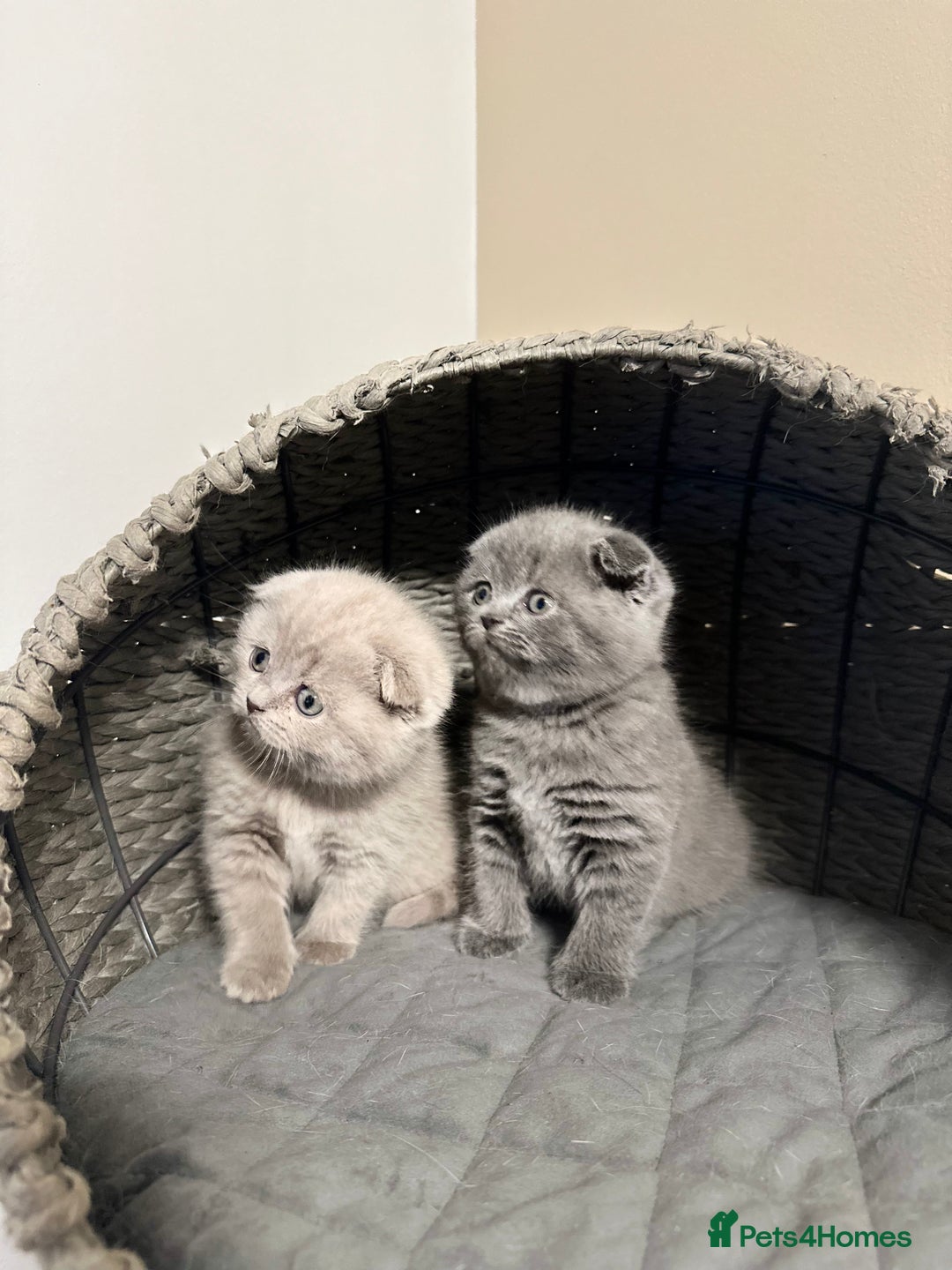 Scottish Fold cats for sale: Gorgeous Scottish kittens available  - Image 7
