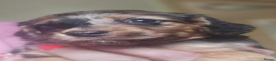Cockapoo Puppy 6