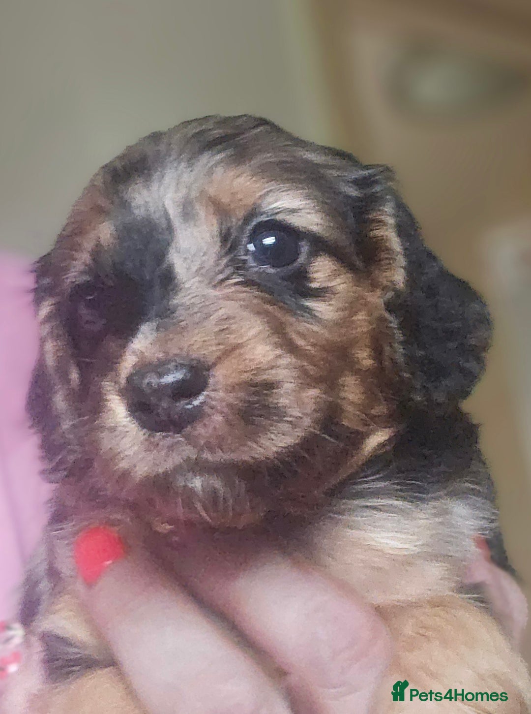 Cockapoo dogs for sale: The best cockapoos - Image 12