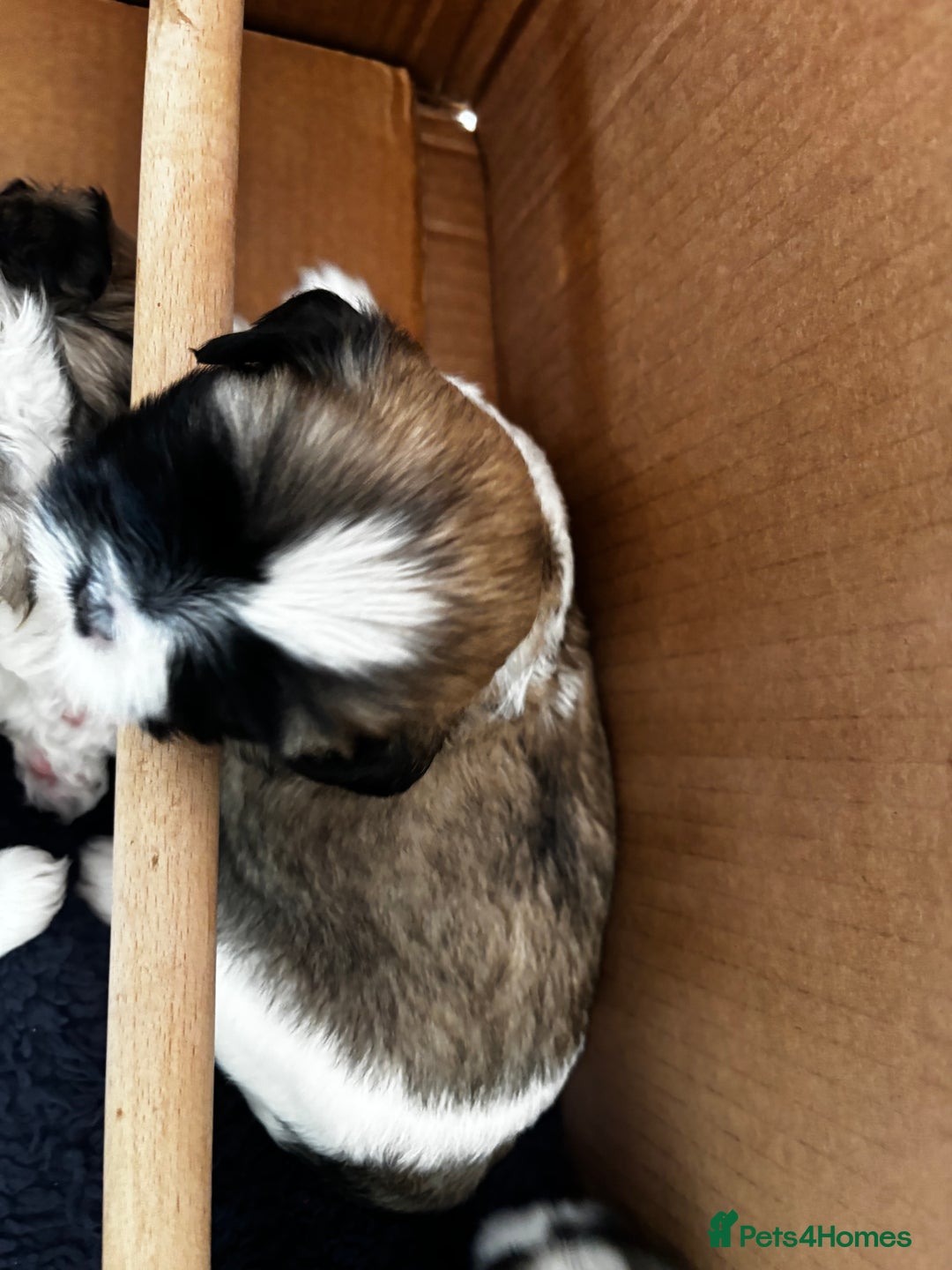 Lhasa Apso dogs for sale: 6 beautiful Lhasa Apso puppies - Image 4