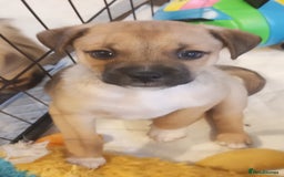 Mixed Breed dogs for sale: Pug X Collie pups (Pugollies) 3 Boys 2 Girls - Advert 16