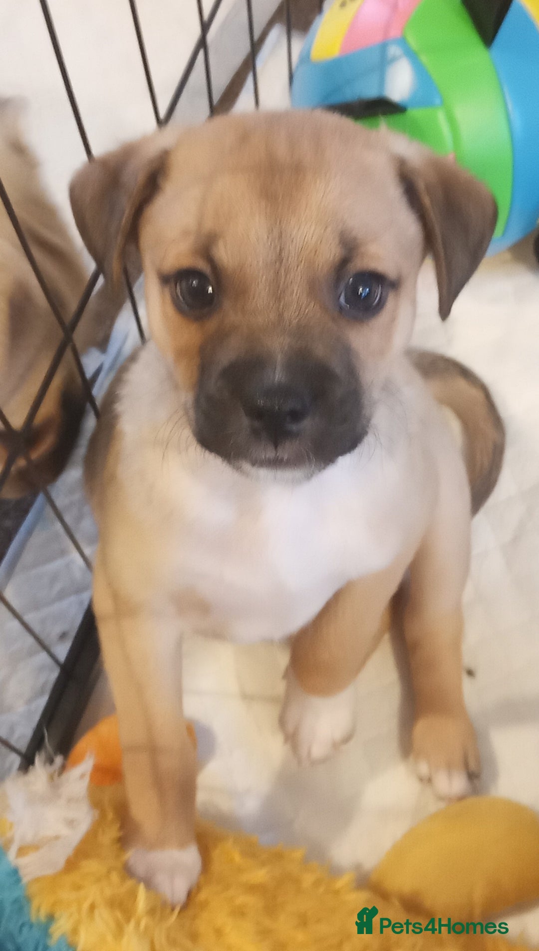 Mixed Breed dogs for sale: Pug X Collie pups (Pugollies) 3 Boys 2 Girls - Advert 16