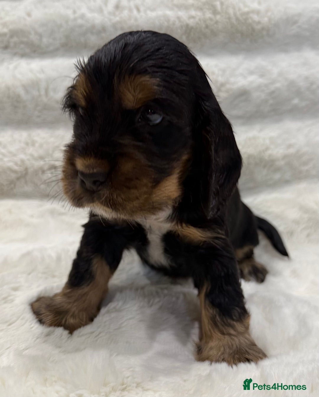 Cocker Spaniel dogs for sale: Kc Show type Cocker Spaniels  - Advert 9