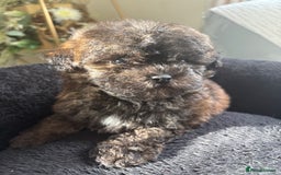 Shihpoo dogs for sale: Shih Tzu X poodle X Shihpoo - Image 16