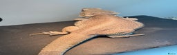 Bearded Dragon reptiles for sale: Zero morph cats eyes - Advert 3